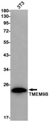 Western Blot: TMEM9B Antibody (S02-9C6) [NBP3-19790]