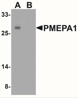 Western Blot: TMEPAI AntibodyBSA Free [NBP2-41321]