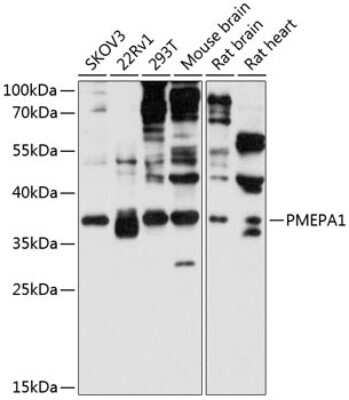 Western Blot: TMEPAI AntibodyAzide and BSA Free [NBP2-93857]