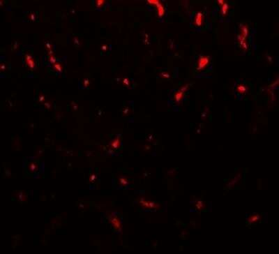 Immunocytochemistry/ Immunofluorescence: TMIGD1 Antibody - BSA Free [NBP2-81844]
