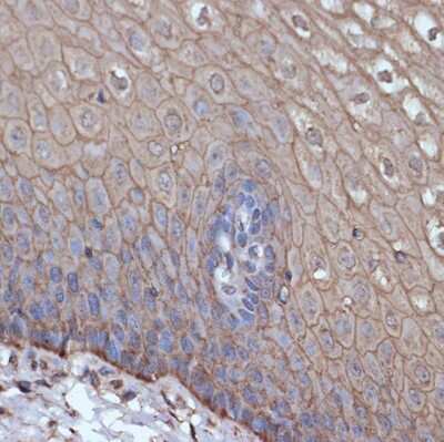 Immunohistochemistry-Paraffin: TMPRSS2 Antibody (7B9W3) [NBP3-00492]