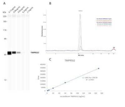 Simple Western: TMPRSS2 Antibody [NBP1-20984]