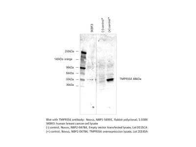 Western Blot: TMPRSS4 Antibody [NBP1-56991]