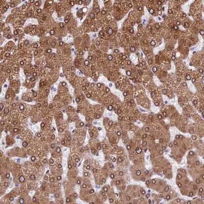 Immunohistochemistry-Paraffin: TMPRSS7 Antibody [NBP1-90893]