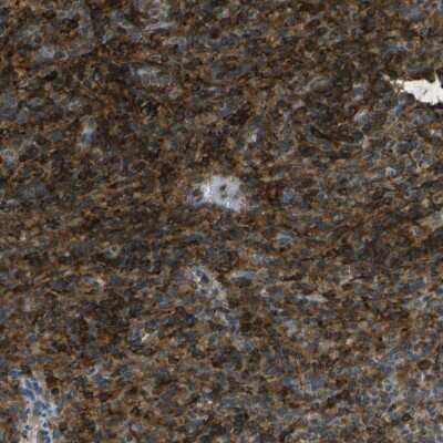 Immunohistochemistry-Paraffin: TMTC1 Antibody [NBP1-88837]