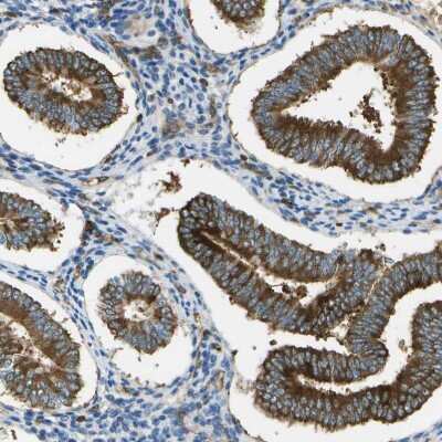 Immunohistochemistry-Paraffin: TMTC1 Antibody [NBP1-88837]