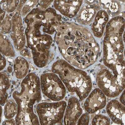 Immunohistochemistry-Paraffin: TMTC1 Antibody [NBP1-88837]