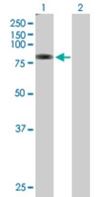 Western Blot: TMTC1 Antibody [H00083857-B01P]