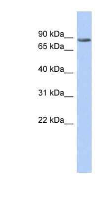 Western Blot: TMTC1 Antibody [NBP1-62335]