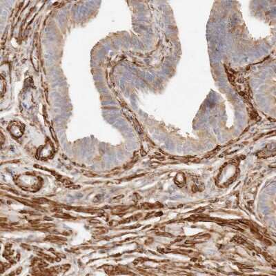 Immunohistochemistry-Paraffin: TMTC2 Antibody [NBP1-85027]