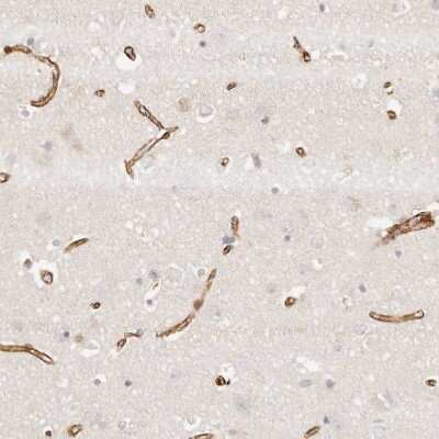 Immunohistochemistry-Paraffin: TMTC2 Antibody [NBP1-85027]