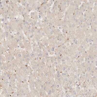 Immunohistochemistry-Paraffin: TMTC2 Antibody [NBP1-85027]