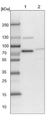 Western Blot: TMTC2 Antibody [NBP1-85027]