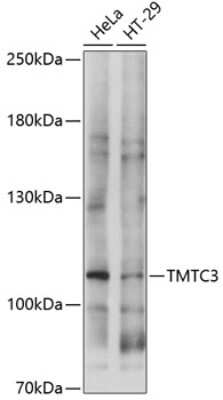 Western Blot: TMTC3 AntibodyAzide and BSA Free [NBP3-05133]