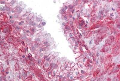 Immunohistochemistry-Paraffin: TMTC4 Antibody [NBP1-59929]