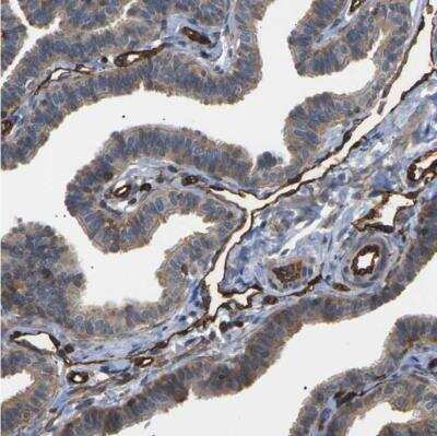 Immunohistochemistry-Paraffin: TMTC4 Antibody [NBP1-83685]