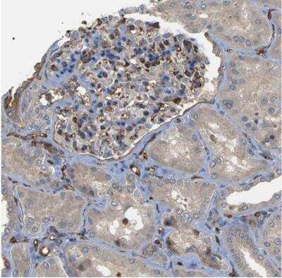 Immunohistochemistry-Paraffin: TMTC4 Antibody [NBP1-83685]