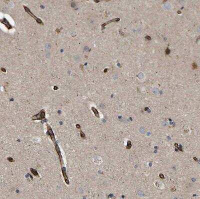 Immunohistochemistry-Paraffin: TMTC4 Antibody [NBP1-83685]