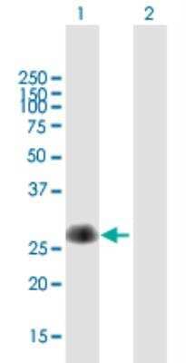 Western Blot: TMUB1 Antibody [H00083590-B01P-50ug]