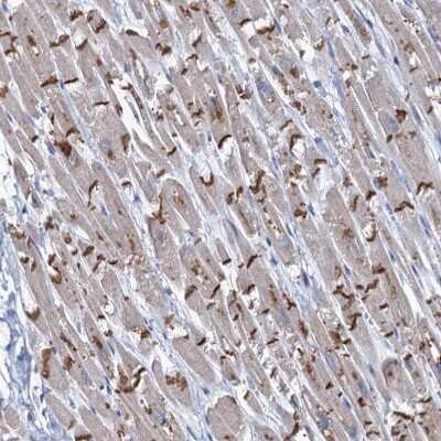 Immunohistochemistry-Paraffin: TMX2 Antibody [NBP1-87305]