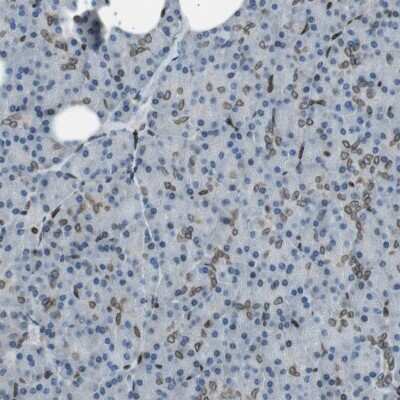 Immunohistochemistry-Paraffin: TMX4 Antibody [NBP1-85158]
