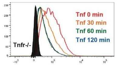 Flow Cytometry: TNF RI/TNFRSF1A Antibody [NBP1-97453]