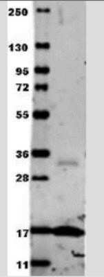 Western Blot: TNF-alpha AntibodyAzide Free [NB600-587]