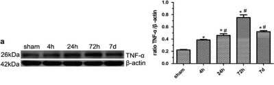 Western Blot: TNF-alpha AntibodyAzide Free [NB600-587]
