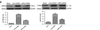 Western Blot: TNF-alpha AntibodyAzide Free [NB600-587]