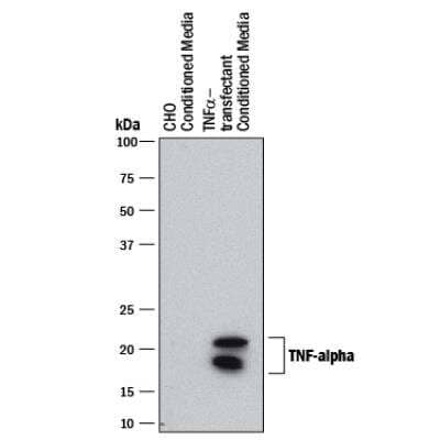 Western Blot: TNF-alpha Antibody (2342C)Low Endotoxin, Azide and BSA Free [NBP2-75925]