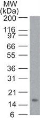 Western Blot: TNF-alpha Antibody (6N1E7)Azide Free [NBP2-27224]