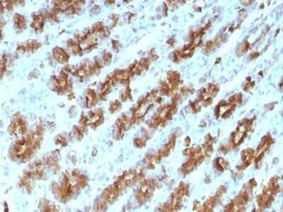 Immunohistochemistry-Paraffin: TNF-alpha Antibody (TNFA/1172) - IHC-Prediluted [NBP2-48470]
