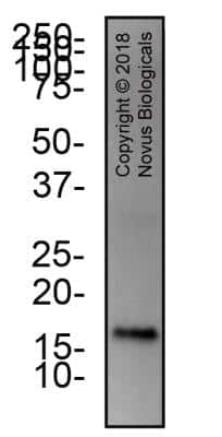 Western Blot: TNF-alpha AntibodyBSA Free [NBP1-19532]