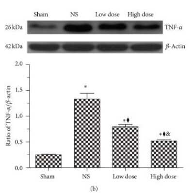 Western Blot: TNF-alpha AntibodyBSA Free [NBP1-19532]