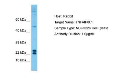 Western Blot: TNFAIP8L1 Antibody [NBP1-91434]