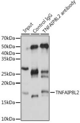 Immunoprecipitation: TNFAIP8L2 Antibody - Azide and BSA Free [NBP2-93009]