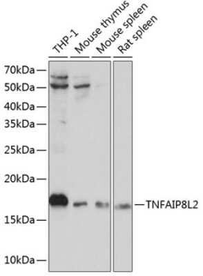 Western Blot: TNFAIP8L2 AntibodyAzide and BSA Free [NBP2-93009]