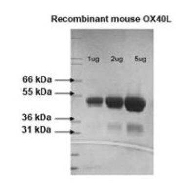 SDS-PAGE: Recombinant Mouse OX40 Ligand/TNFSF4 Protein [NBP2-26577]