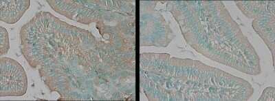 Immunohistochemistry-Paraffin: TNIK Antibody [NBP3-13022]