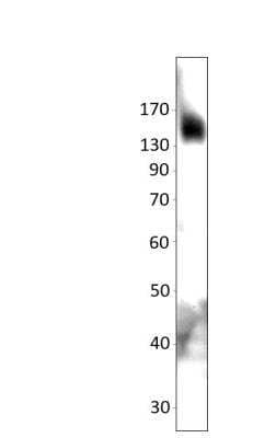 Western Blot: TNIK Antibody [NBP3-12424]