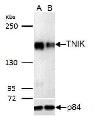 Western Blot: TNIK Antibody [NBP3-13022]