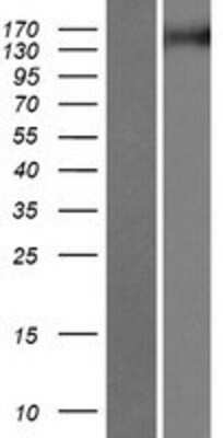 Western Blot: TNIK Overexpression Lysate [NBP2-07221]