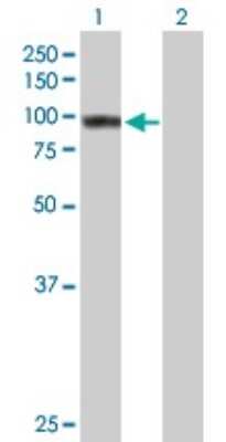 Western Blot: TNIP1 Antibody [H00010318-B01P]