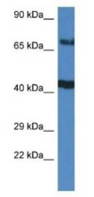 Western Blot: TNIP1 Antibody [NBP1-79899]