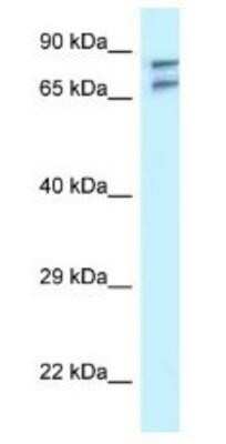 Western Blot: TNIP1 Antibody [NBP1-79900]