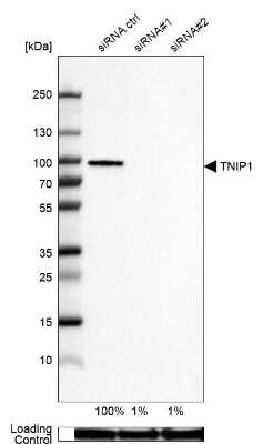 Western Blot: TNIP1 Antibody [NBP1-89306]