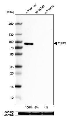 Western Blot: TNIP1 Antibody [NBP2-32705]