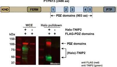 Western Blot: TNIP2 Antibody [NBP1-32689]