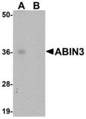 Western Blot: TNIP3 AntibodyBSA Free [NBP1-77365]