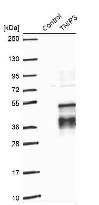 Western Blot: TNIP3 Antibody [NBP1-89305]